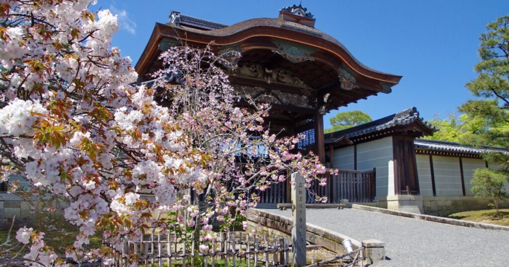 桜が咲き誇る高台寺の山門と春の境内風景