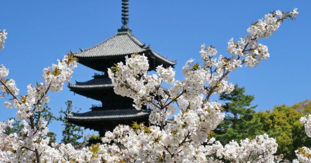 桜が咲き誇る東寺五重塔と春の京都の風景
